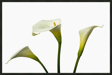 Load image into Gallery viewer, Zantedeschia aethiopica - Arum Lily in 3&#39;s c
