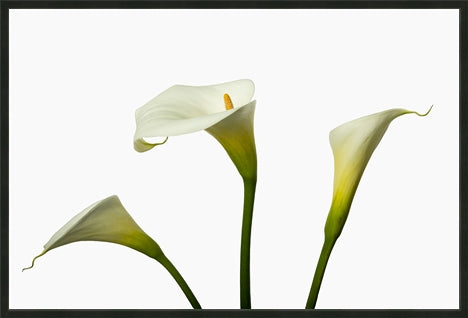 Zantedeschia aethiopica - Arum Lily in 3's c