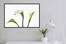 Load image into Gallery viewer, Zantedeschia aethiopica - Arum Lily in 3&#39;s c
