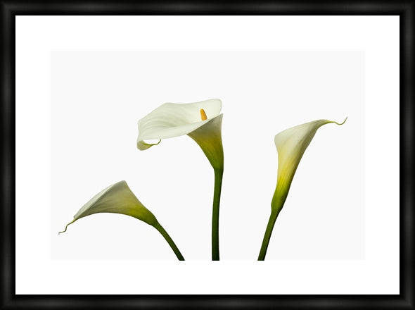 Zantedeschia aethiopica - Arum Lily in 3's