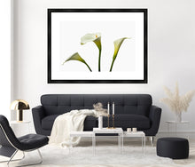 Load image into Gallery viewer, Zantedeschia aethiopica - Arum Lily in 3&#39;s
