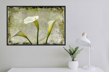 Load image into Gallery viewer, Zantedeschia aethiopica - Arum Lily in 3&#39;s Grunge
