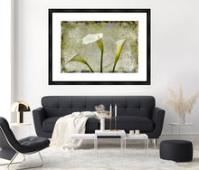 Load image into Gallery viewer, Zantedeschia aethiopica - Arum Lily in 3&#39;s Grunge
