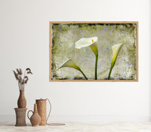 Load image into Gallery viewer, Zantedeschia aethiopica - Arum Lily in 3&#39;s Grunge
