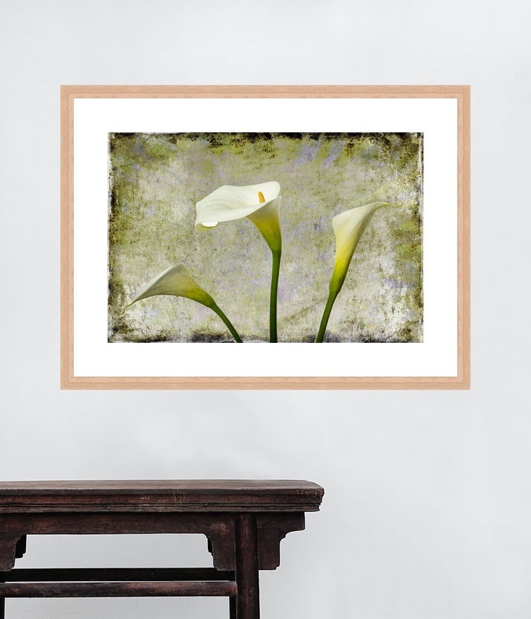 Zantedeschia aethiopica - Arum Lily in 3's Grunge