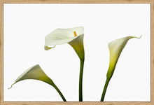 Load image into Gallery viewer, Zantedeschia aethiopica - Arum Lily in 3&#39;s c
