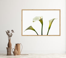 Load image into Gallery viewer, Zantedeschia aethiopica - Arum Lily in 3&#39;s c
