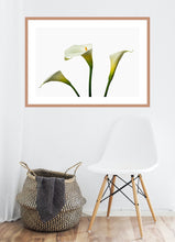 Load image into Gallery viewer, Zantedeschia aethiopica - Arum Lily in 3&#39;s
