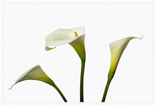 Load image into Gallery viewer, Zantedeschia aethiopica - Arum Lily in 3&#39;s c
