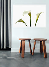 Load image into Gallery viewer, Zantedeschia aethiopica - Arum Lily in 3&#39;s c
