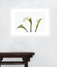 Load image into Gallery viewer, Zantedeschia aethiopica - Arum Lily in 3&#39;s
