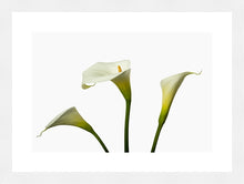 Load image into Gallery viewer, Zantedeschia aethiopica - Arum Lily in 3&#39;s
