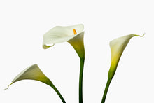 Load image into Gallery viewer, Zantedeschia aethiopica - Arum Lily in 3&#39;s c
