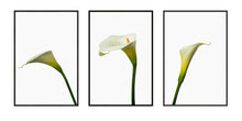 Load image into Gallery viewer, Zantedeschia aethiopica - Arum Lillies
