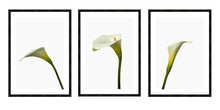 Load image into Gallery viewer, Zantedeschia aethiopica - Arum Lillies
