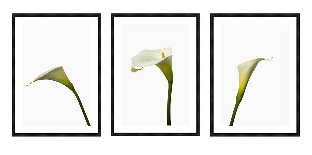 Zantedeschia aethiopica - Arum Lillies