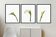 Load image into Gallery viewer, Zantedeschia aethiopica - Arum Lillies
