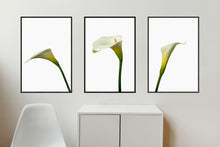 Load image into Gallery viewer, Zantedeschia aethiopica - Arum Lillies
