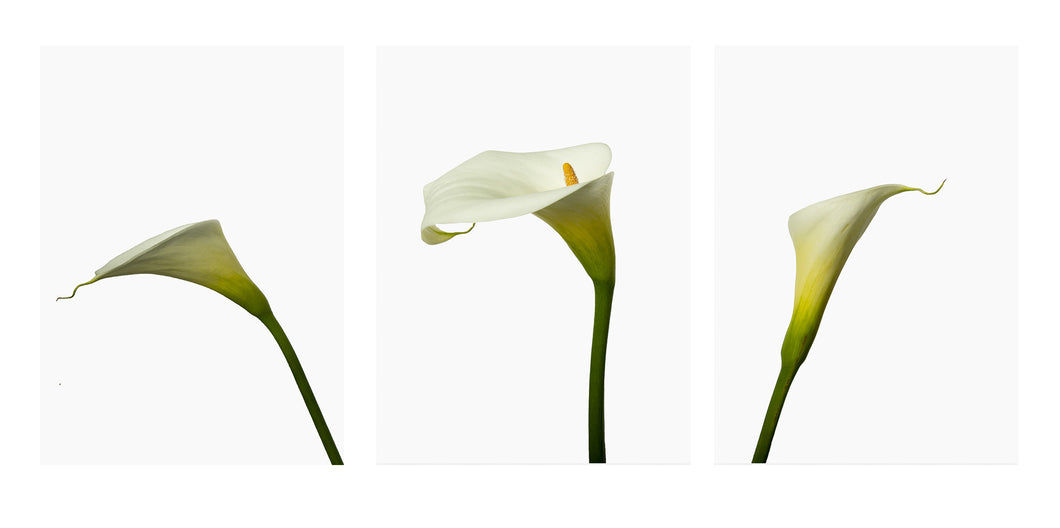 Zantedeschia aethiopica - Arum Lillies