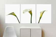 Load image into Gallery viewer, Zantedeschia aethiopica - Arum Lillies
