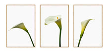 Load image into Gallery viewer, Zantedeschia aethiopica - Arum Lillies
