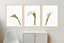 Load image into Gallery viewer, Zantedeschia aethiopica - Arum Lillies
