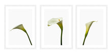 Load image into Gallery viewer, Zantedeschia aethiopica - Arum Lillies
