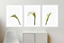 Load image into Gallery viewer, Zantedeschia aethiopica - Arum Lillies
