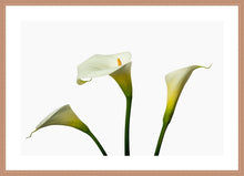 Load image into Gallery viewer, Zantedeschia aethiopica - Arum Lily in 3&#39;s
