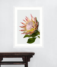 Load image into Gallery viewer, King Protea
