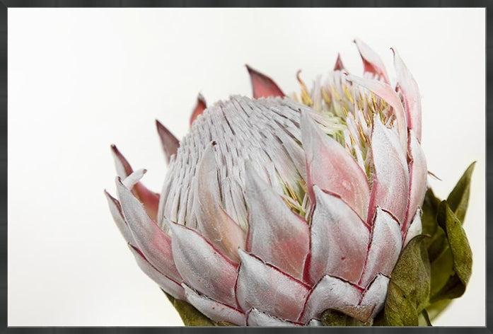 Pink Protea