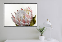 Load image into Gallery viewer, Pink Protea
