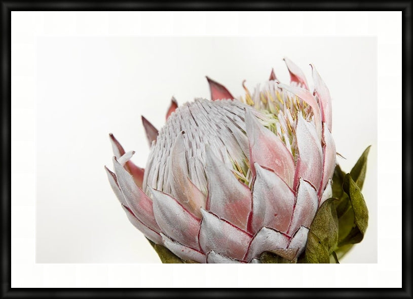 Pink Protea