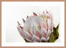 Load image into Gallery viewer, Pink Protea
