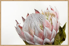 Load image into Gallery viewer, Pink Protea
