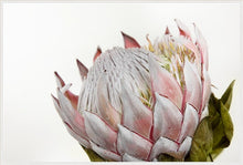 Load image into Gallery viewer, Pink Protea
