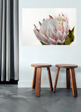 Load image into Gallery viewer, Pink Protea
