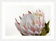 Load image into Gallery viewer, Pink Protea
