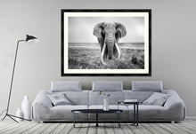 Load image into Gallery viewer, Big Tusker
