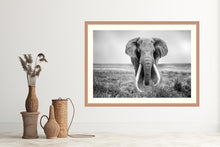 Load image into Gallery viewer, Big Tusker
