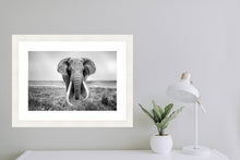 Load image into Gallery viewer, Big Tusker
