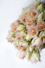 Load image into Gallery viewer, Blushing Bride Protea
