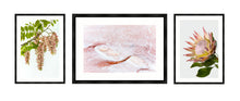 Load image into Gallery viewer, Collection 1 - Pink Robinia, Pink Salt &amp; King Protea
