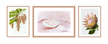 Load image into Gallery viewer, Collection 1 - Pink Robinia, Pink Salt &amp; King Protea
