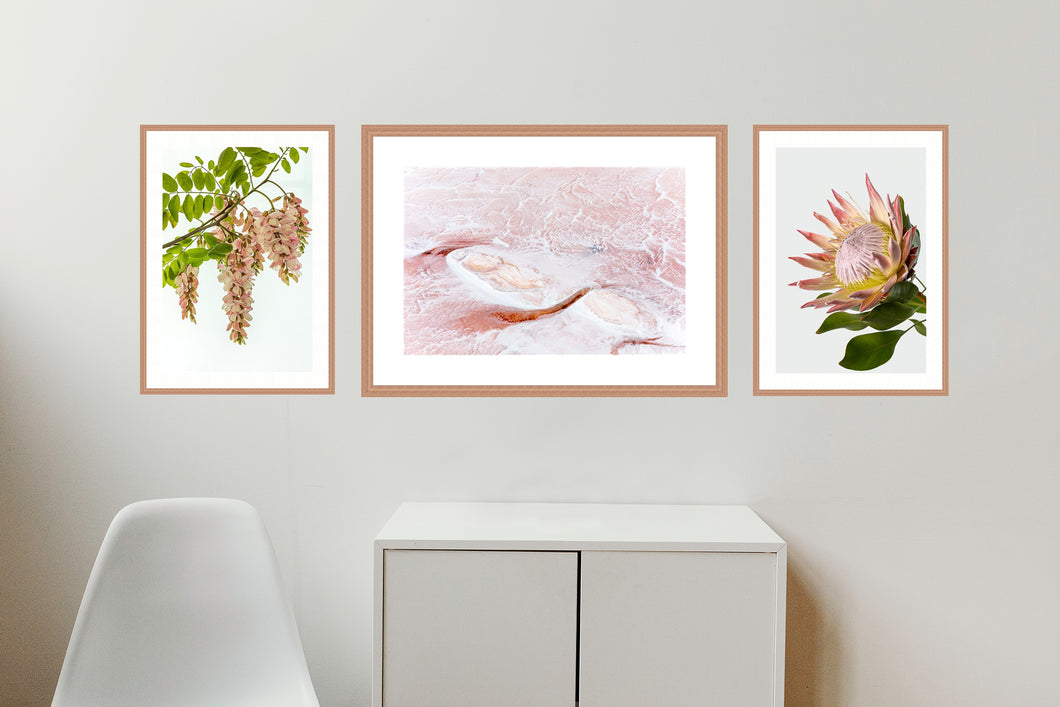 Collection 1 - Pink Robinia, Pink Salt and King Protea