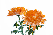 Load image into Gallery viewer, Orange Dahlia
