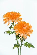 Load image into Gallery viewer, Orange Dahlia in portrait
