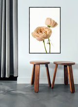 Load image into Gallery viewer, David Austin Rose in portrait
