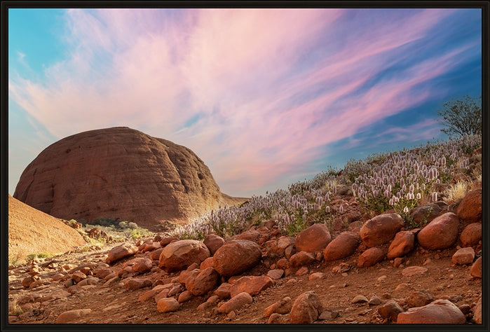 Flowers in the desert