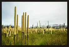 Load image into Gallery viewer, Grass Trees - Landscape
